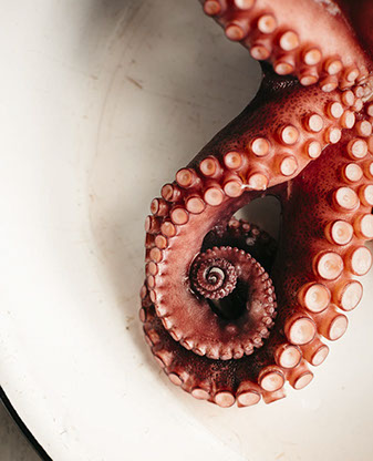 Little Outdoor Giants Photography