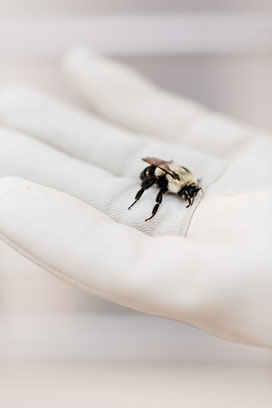 Little Outdoor Giants Photography