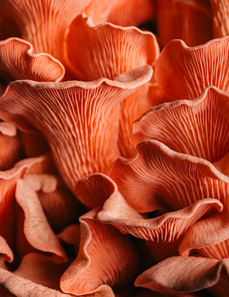 Little Outdoor Giants Photography